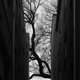 Image for article titled 27 Photos Of Barenaked Trees